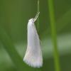 Elachista argentella